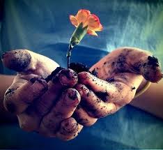 fleur jardin dans les mains