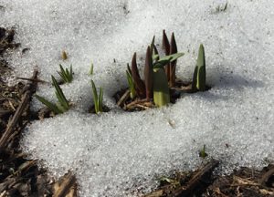 perce-neige, nouvelles pousses vertes