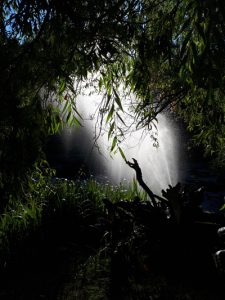 forêt-lumière