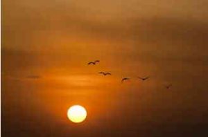 oiseaux, coucher de soleil