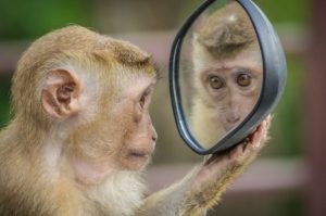 singe, miroir