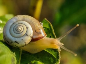 escargot